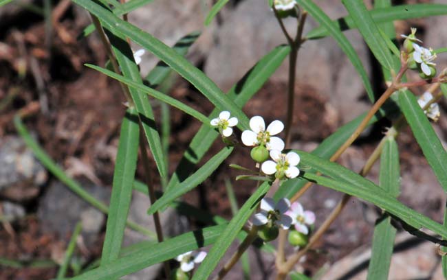 Chamaesyce florida, Chiricahua Mountain Sandmat, Southwest Desert Flora<